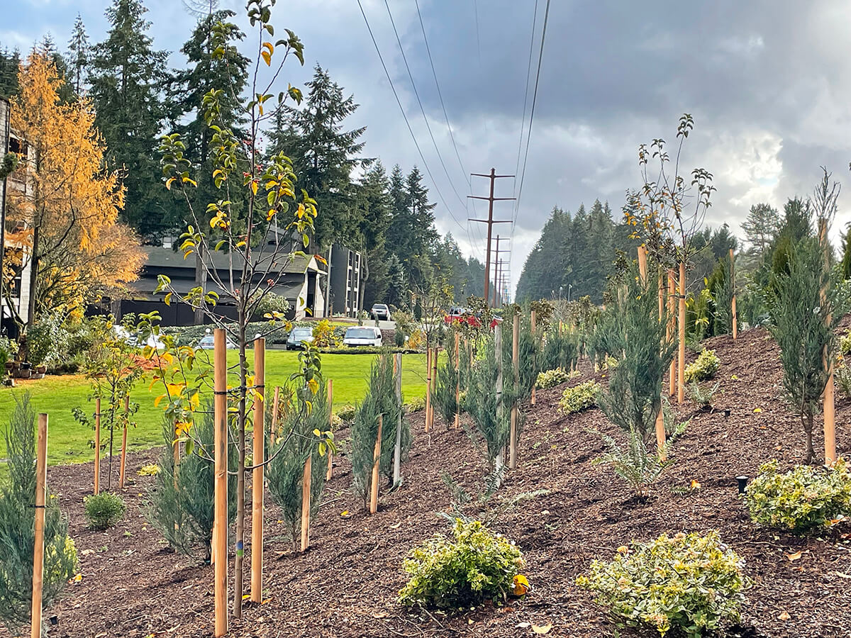 Young plantings adorn an area next to an apartment complex. Transmission lines run above the landscaped area, and many brown transmission poles can be seen in the background within the transmission line corridor.